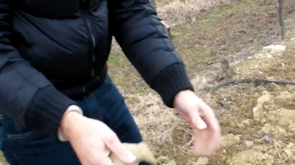 Ponca bodem in Collio